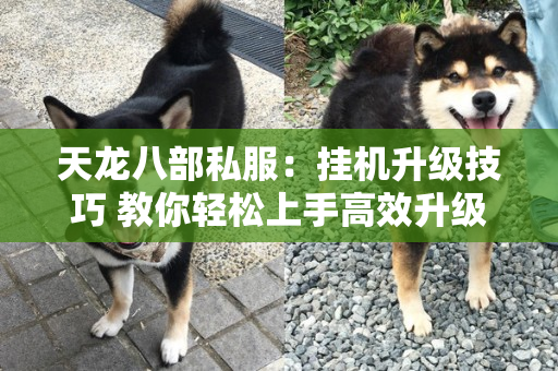 天龙八部私服：挂机升级技巧 教你轻松上手高效升级